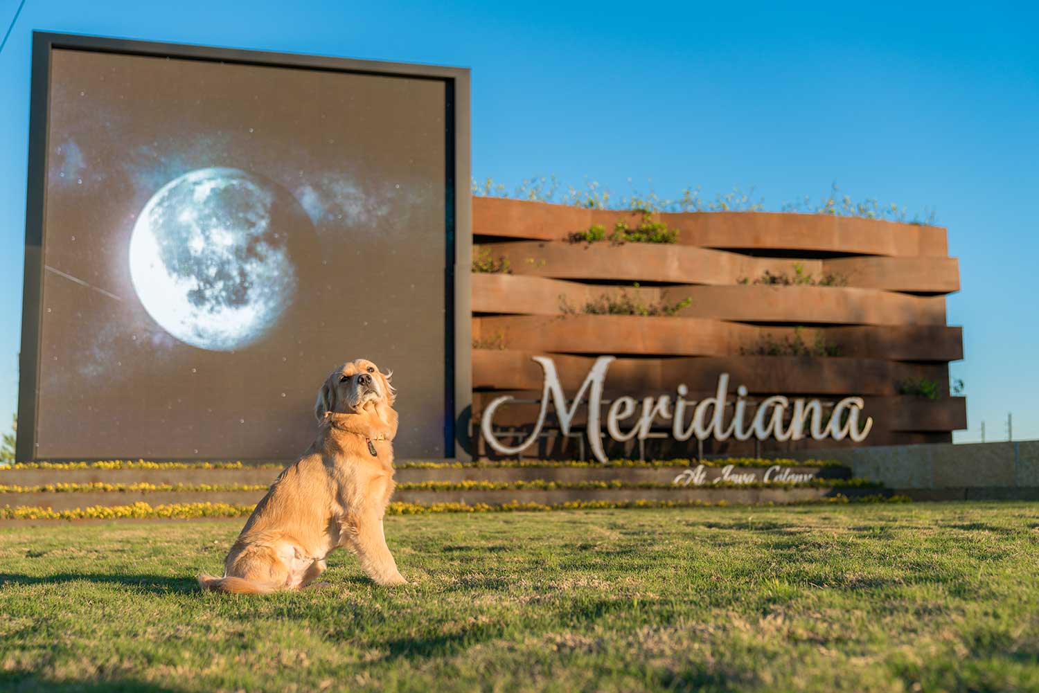 Meridiana - Soleil, Ambassador Dog